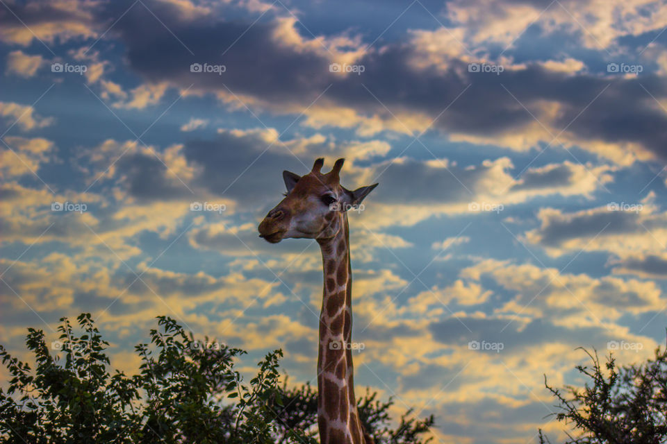 Giraffe photo with a higherangle to get a nice cloudy background in too