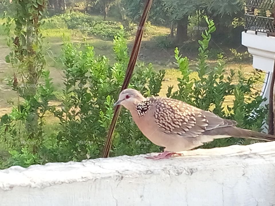 beautiful pigeon