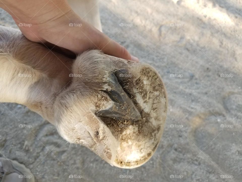 Underside of a horse's front hoof. Hand picks up hoof.