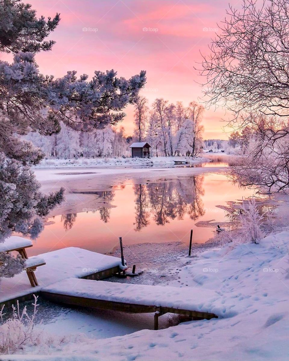 A wonderful winter landscape. Winter landscape with forest, snow covered trees, cloudy sky and sun. Pink and violet tone. 
