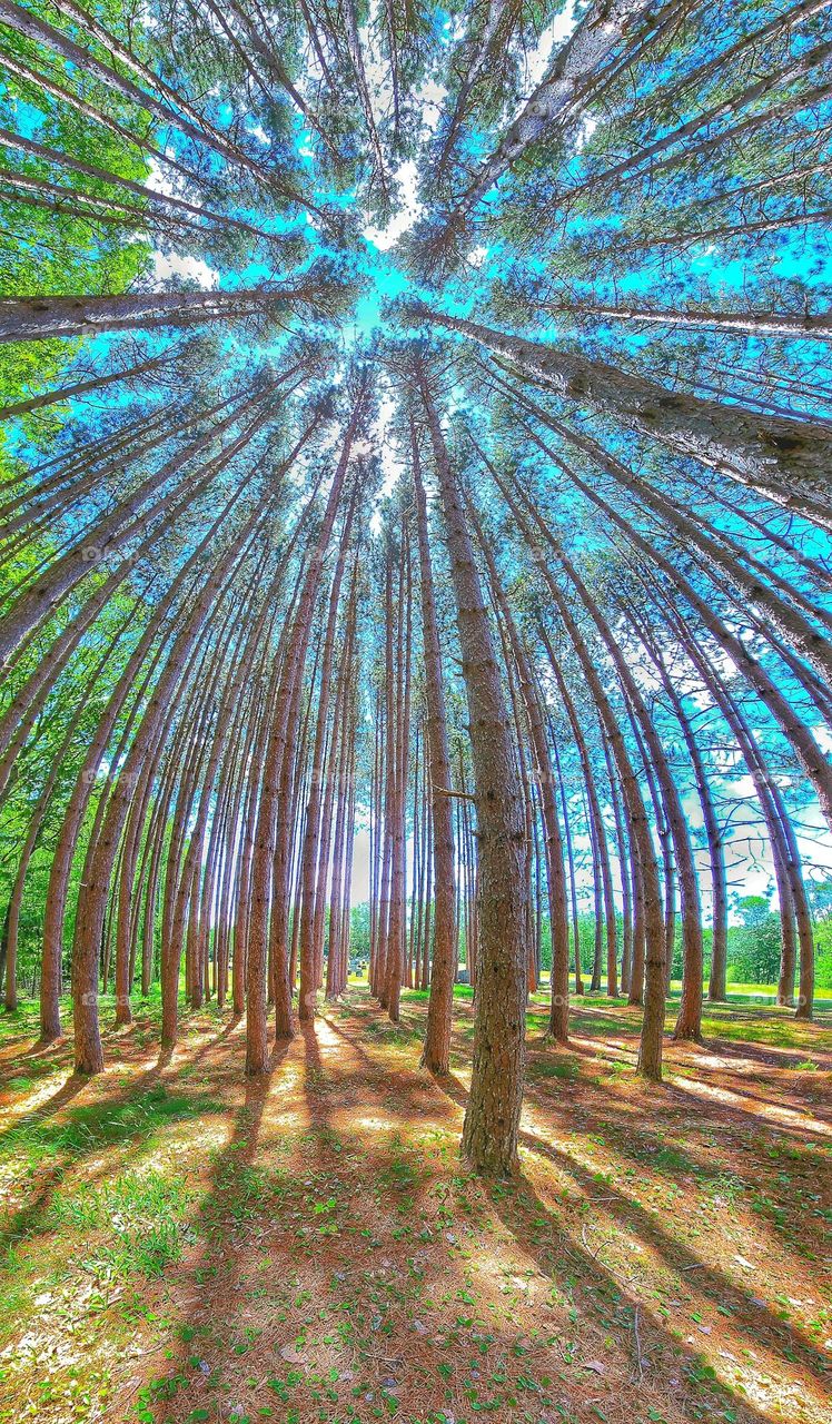 A panoramic shot of linear rows of trees