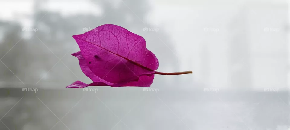 Bougainvillea (বাগানবিলাস)