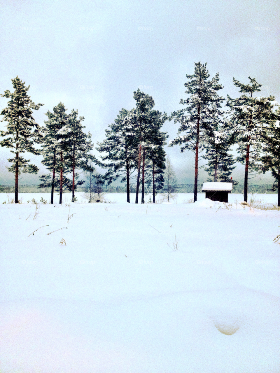 snow winter tree cabin by carina71