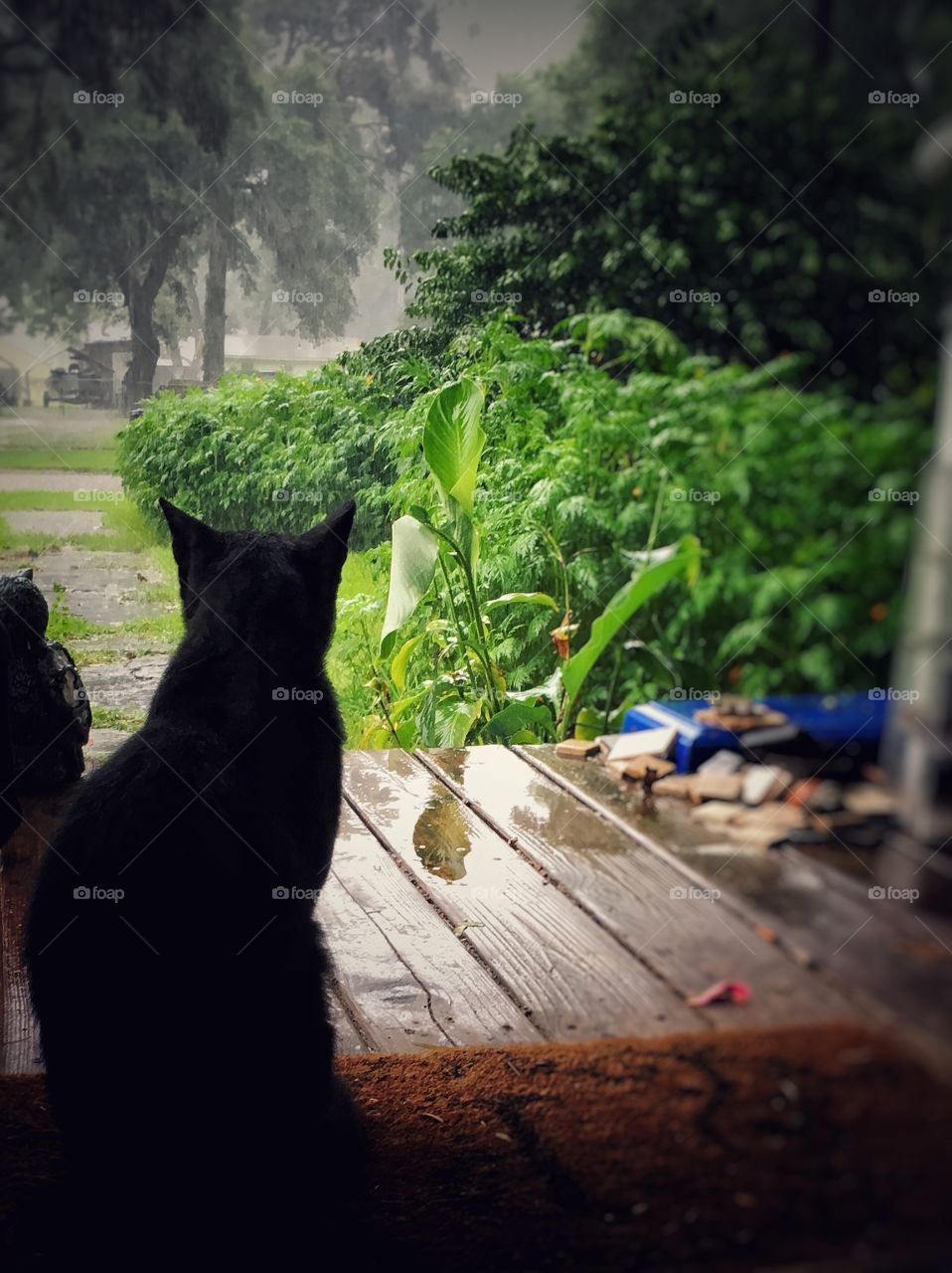 Frank in awe of the rain 