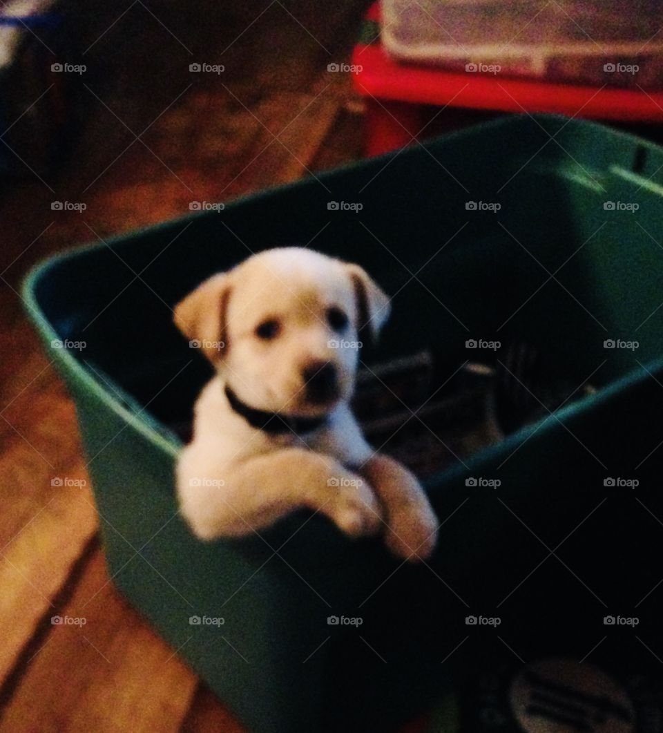 Cute puppy saying ‘What’s up’ as if sitting on the end of a couch. 