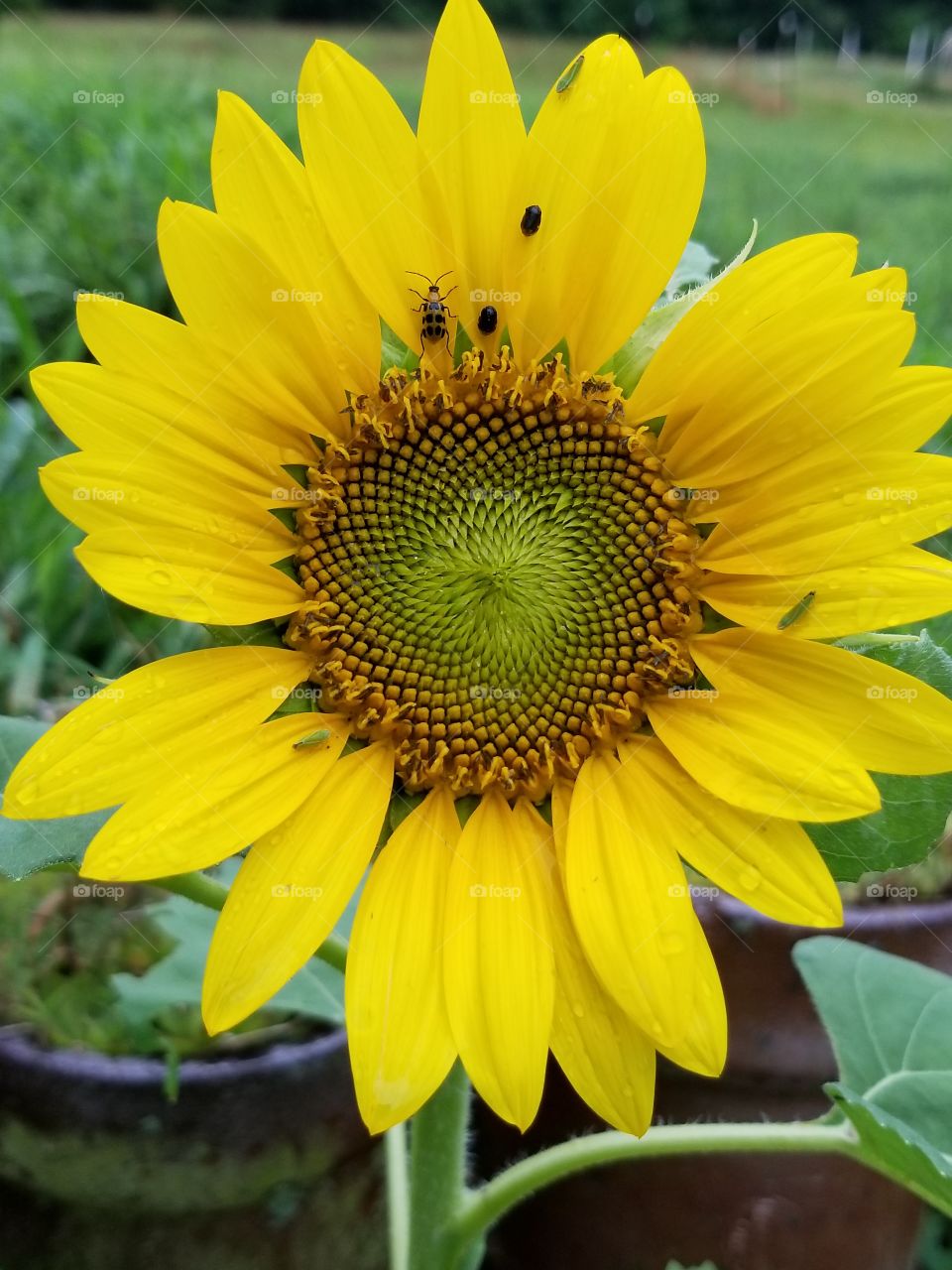 Sunflower with insects on it after the rain