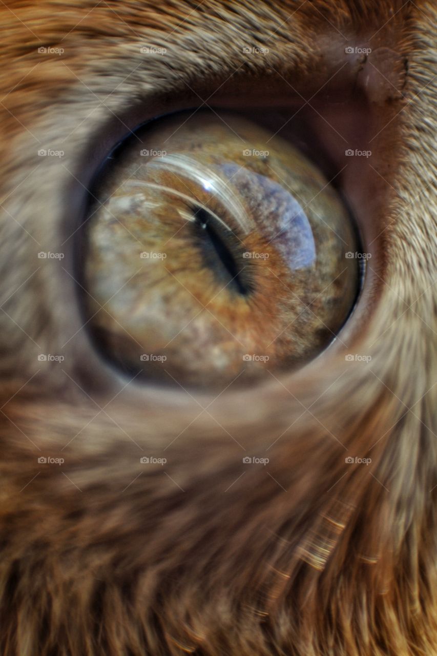 Eye