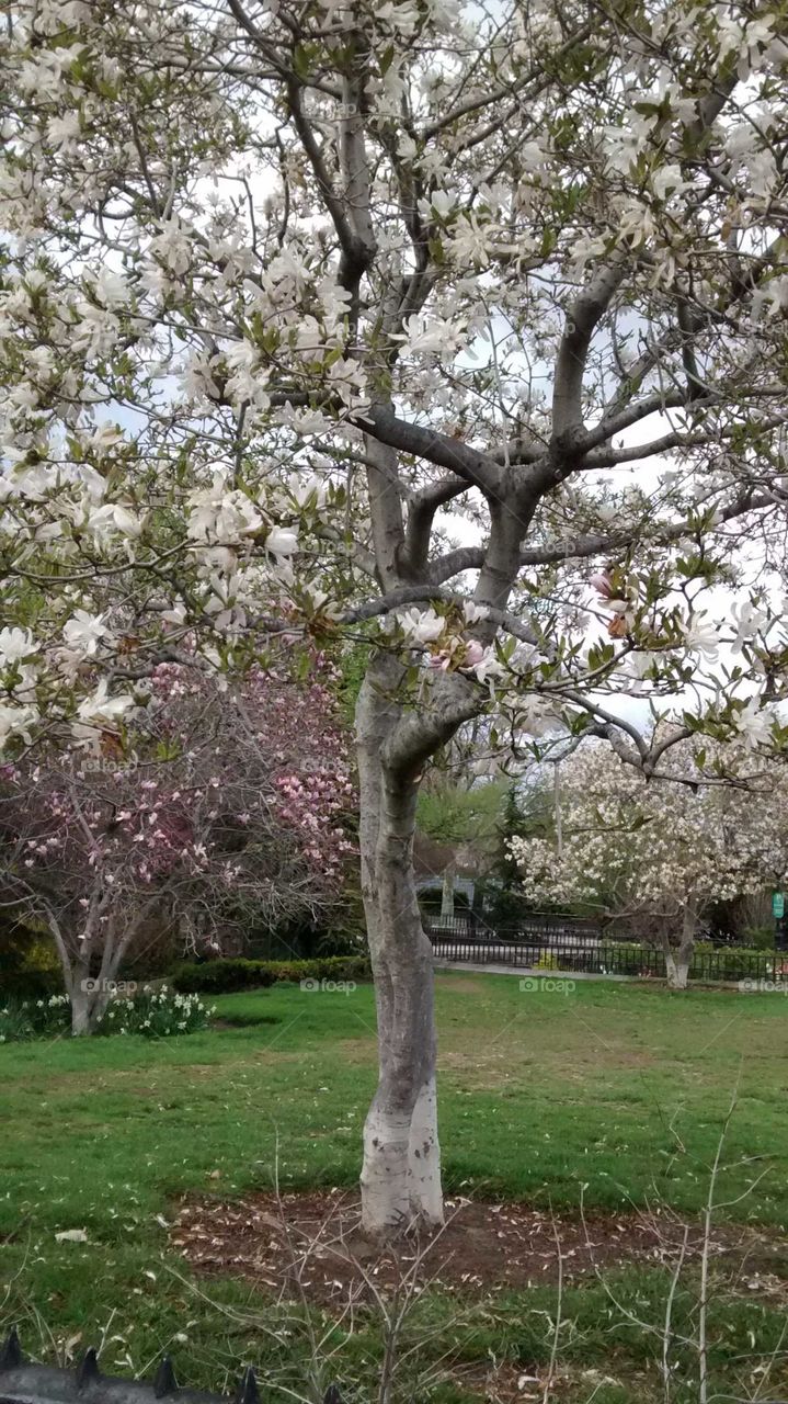 Trees Flowering in NYC Parks in April