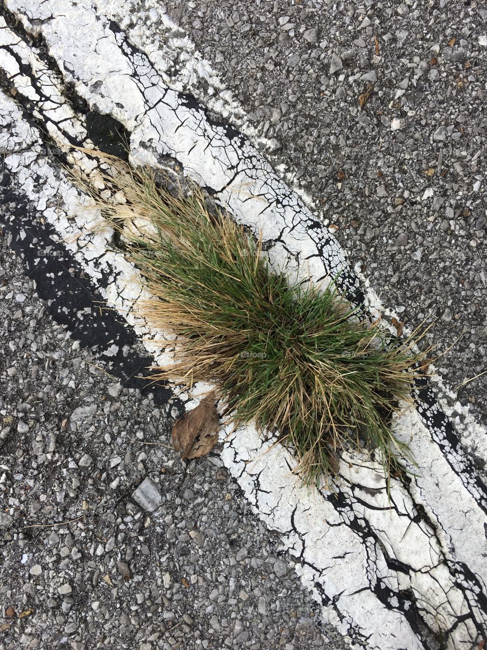 Grass in Asphalt 