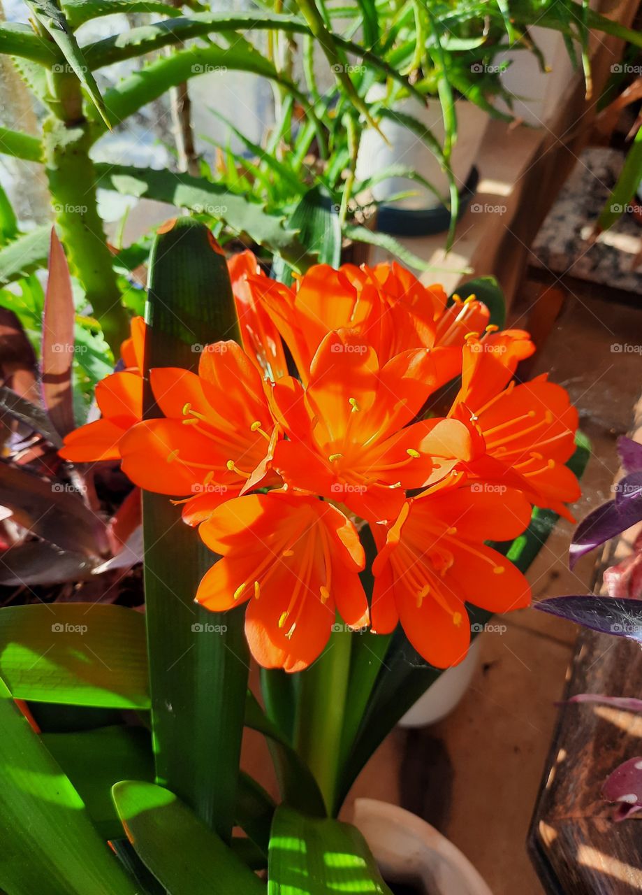 winter flowers  - sunlit orange clivia flower in full bloom