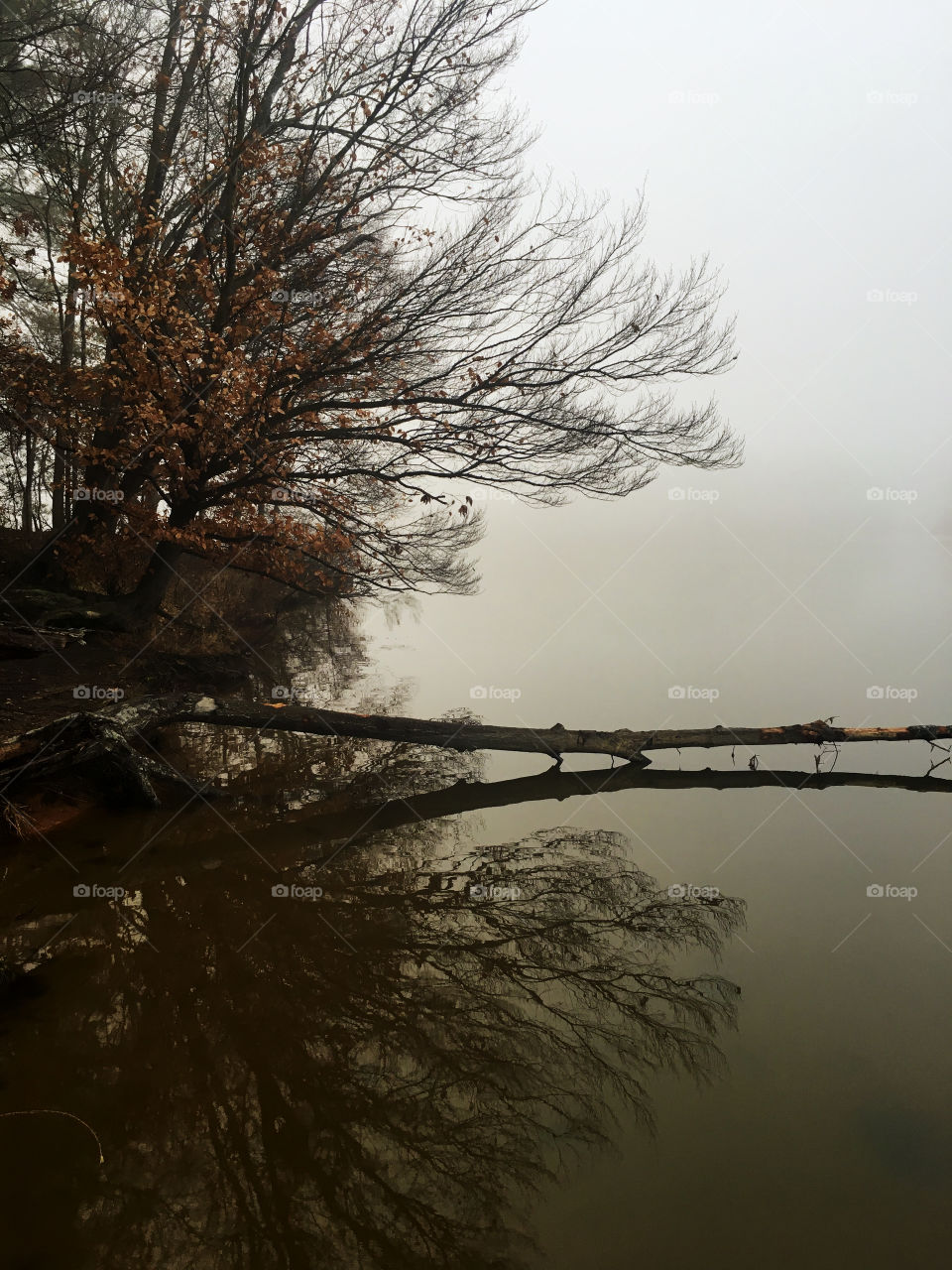 Beautiful reflections of tree branches and an old log on the calm still surface of the water at a lake in North Carolina on a foggy morning 