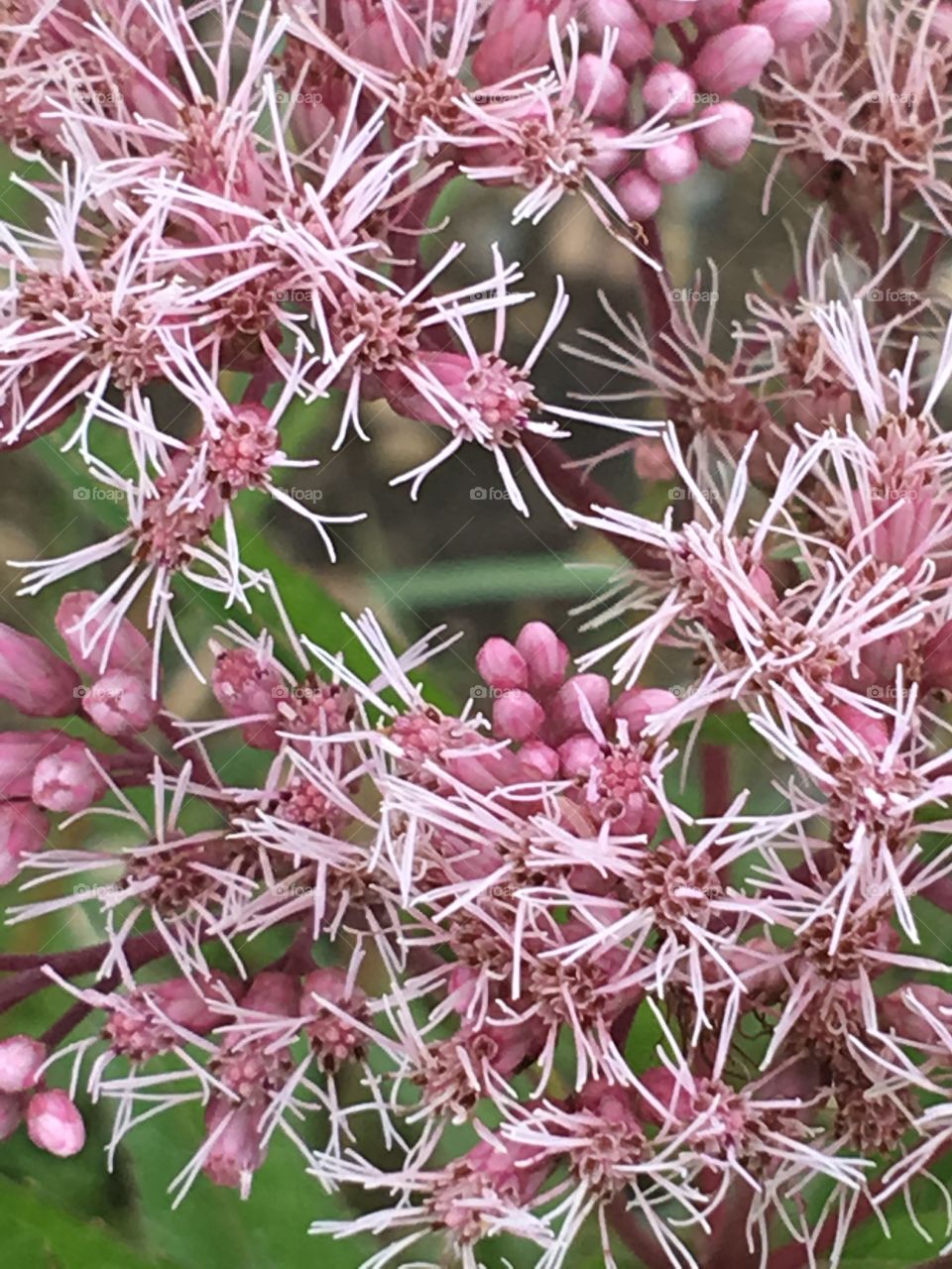 Wildflower closeup 