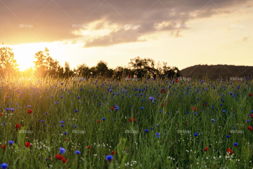 Dawn over the cornflower field. Wildflowers in the sunlight