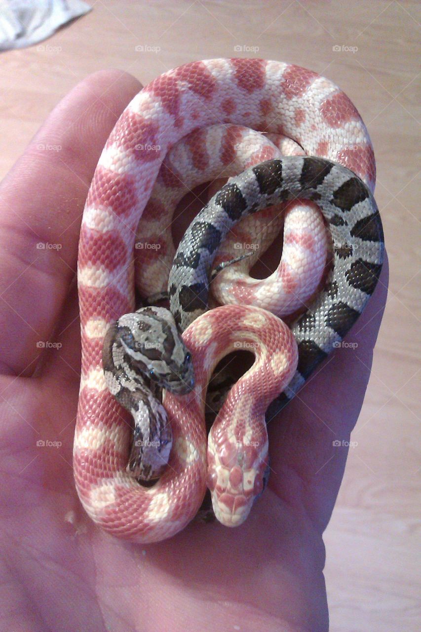 snakes