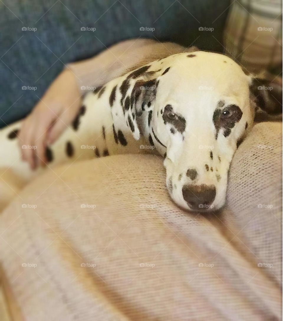 Spotty sad looking Dalmatian having cuddles 