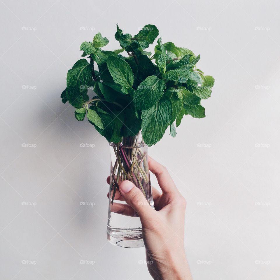 Fresh peppermint in vase