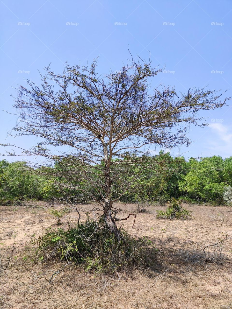 dried tree
