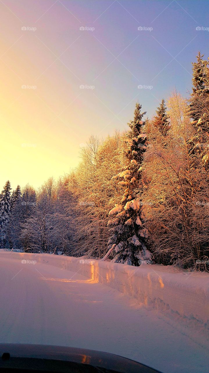 Beautiful way in the forest