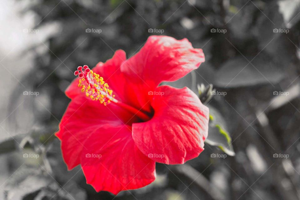 red flower