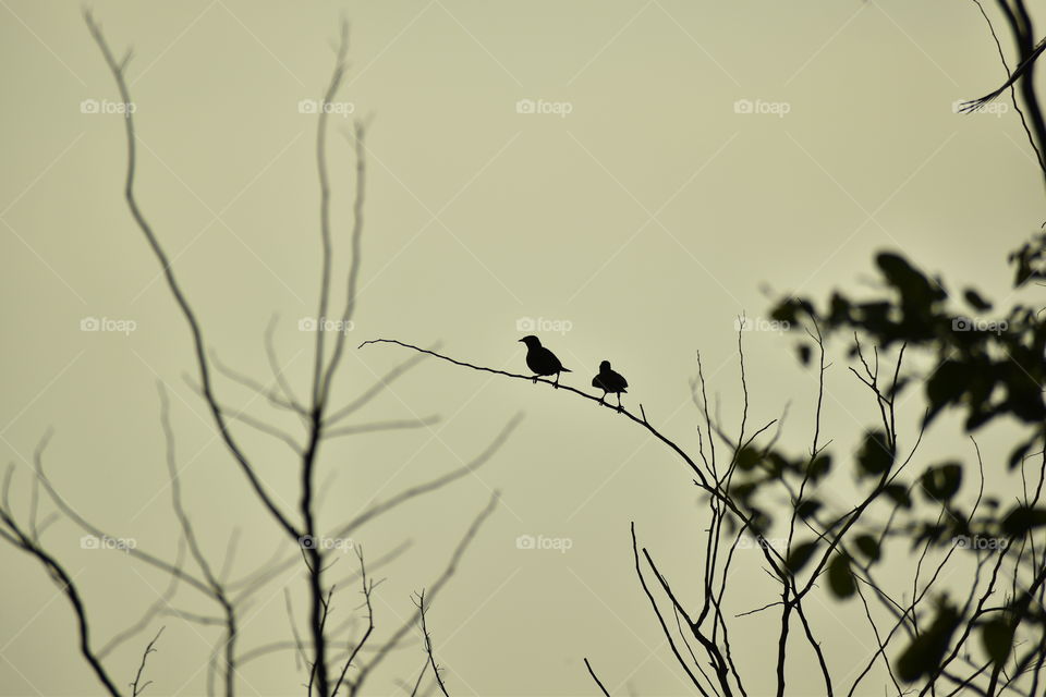 pair of birds on branch