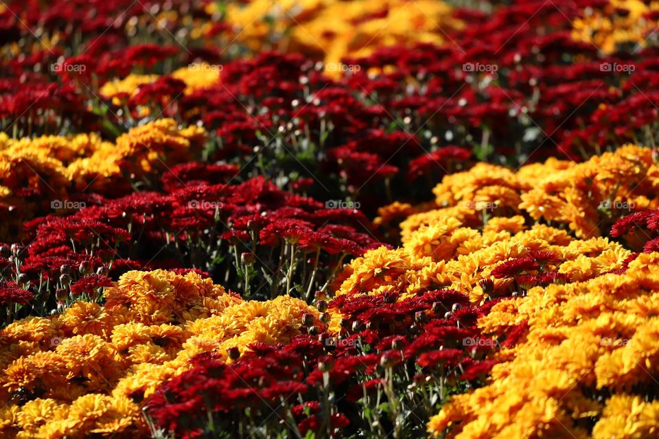 Colorful flowers in autumn 