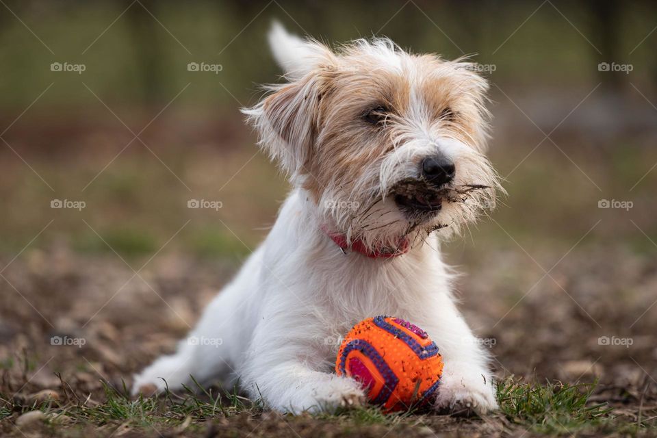 A dog playing with the ball