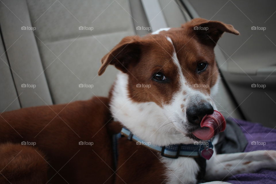 terrier border collie mix in the car