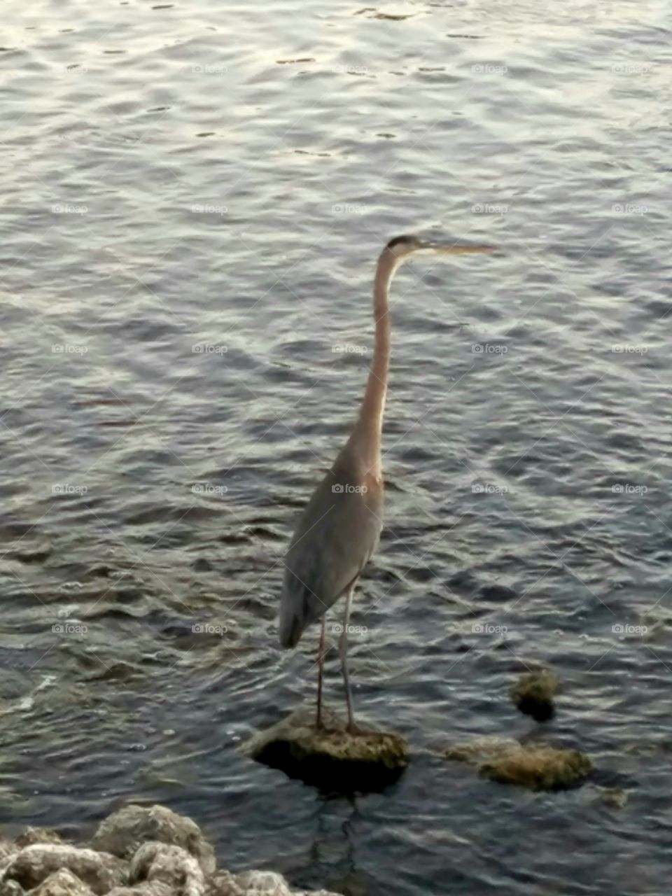 preparing to take flight.