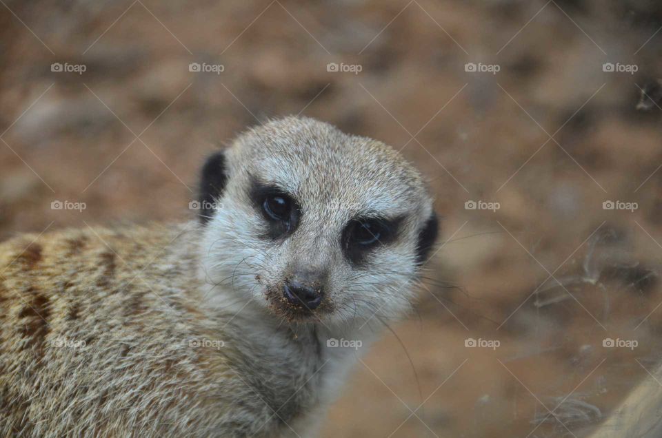 Meerkat