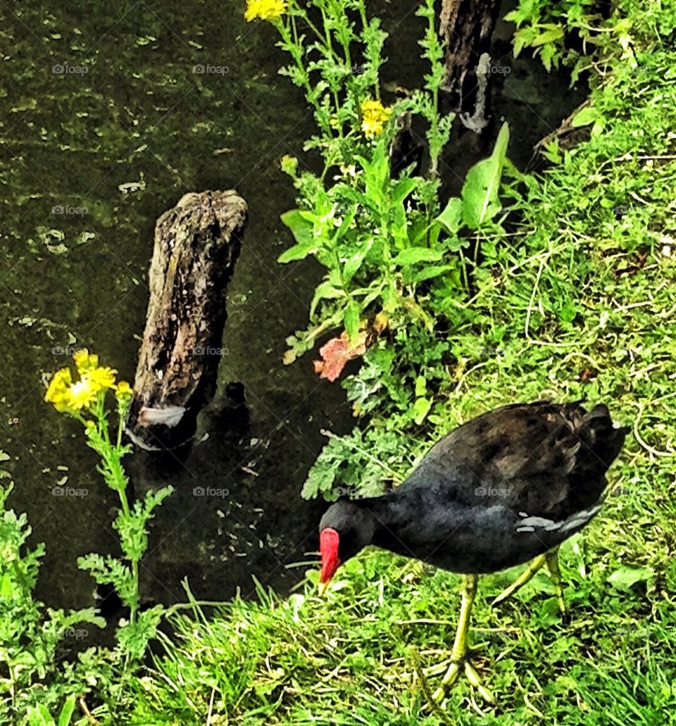 Moorhen