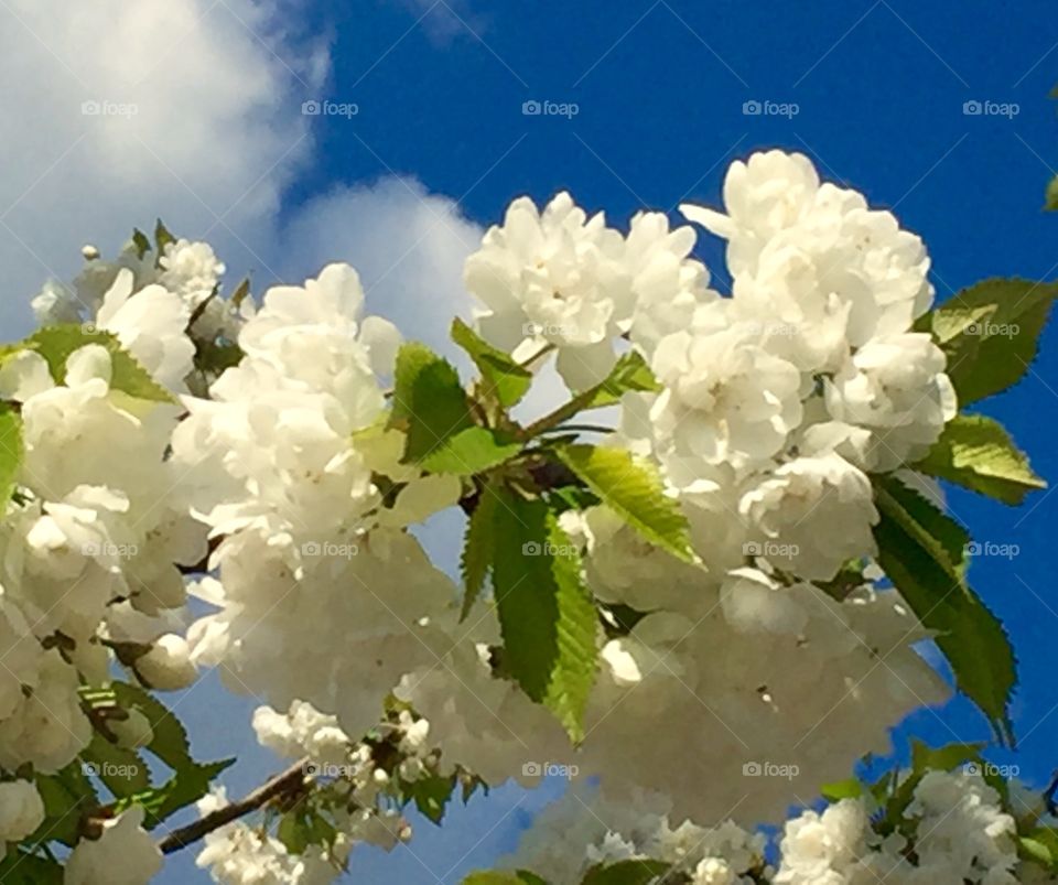 Flowers in tree