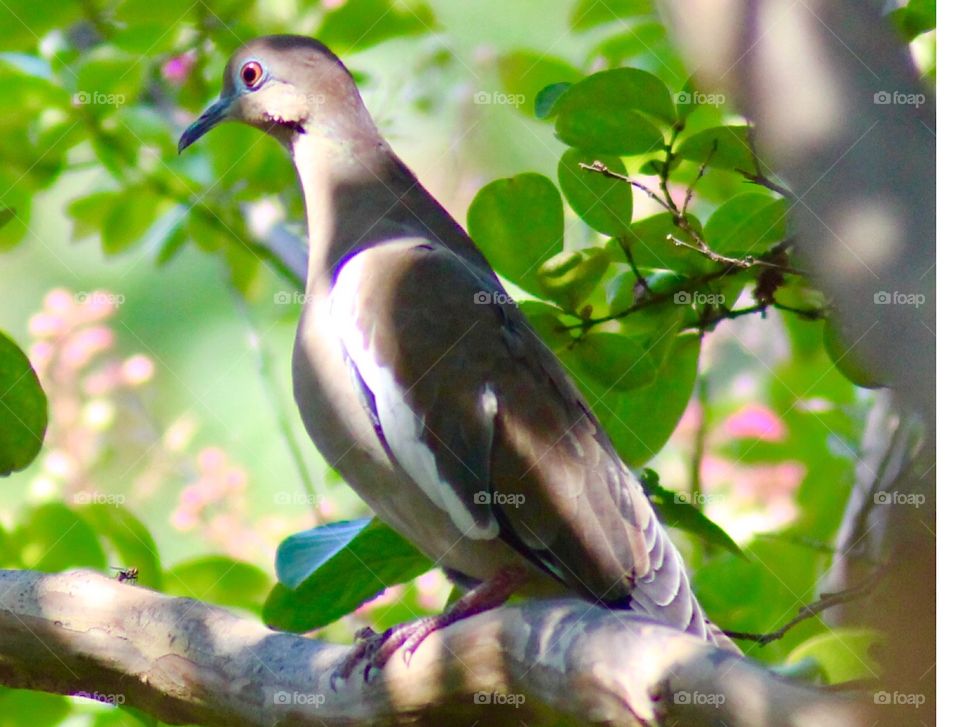bird, branch, sitting, still, life, leaves 