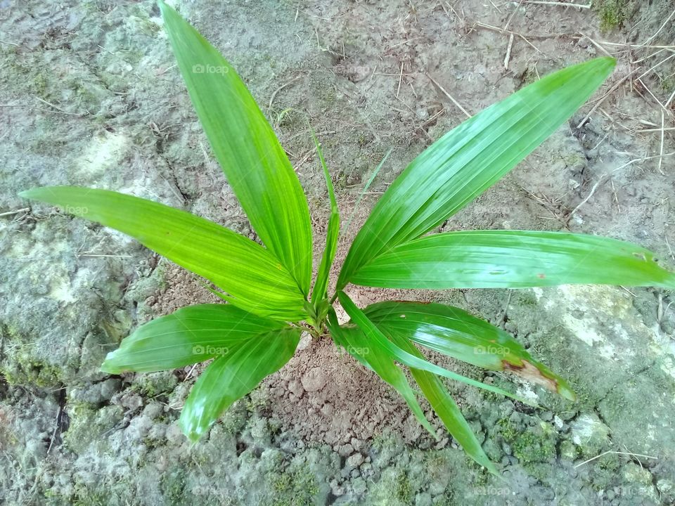 Leaf, Nature, Flora, Tropical, No Person