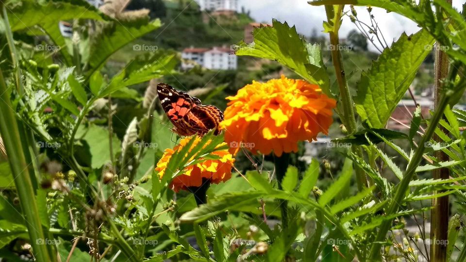 flor y mariposa