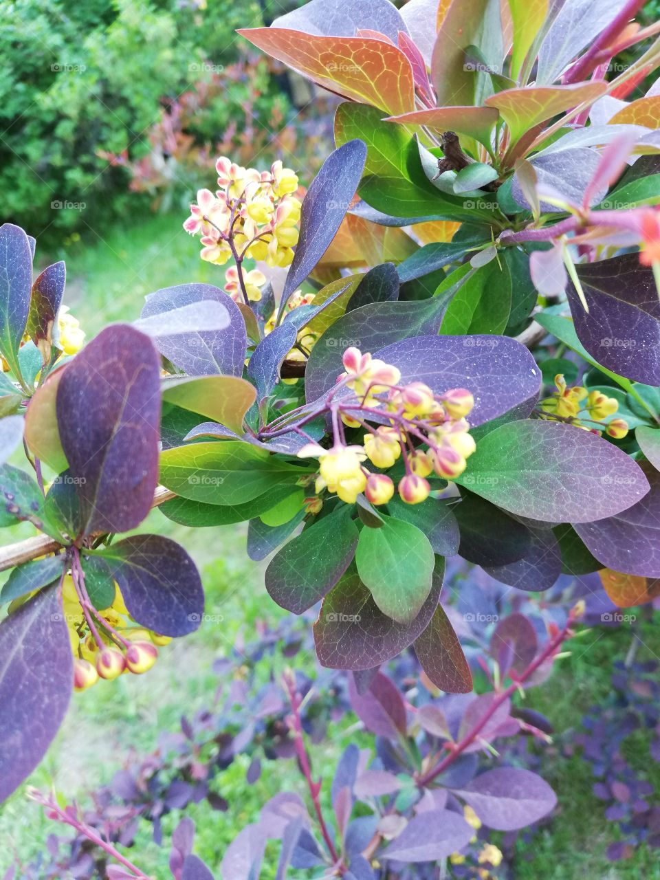 In the front of the garden a barberry shrub is blooming in yellow and violet colors on a sunny day. The petioles are visible. In the background are more plants.