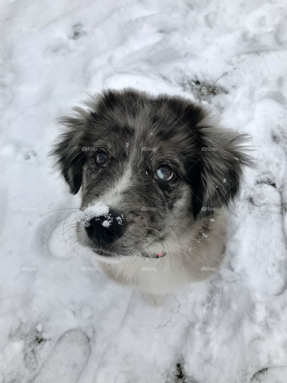Aussie puppy winter 