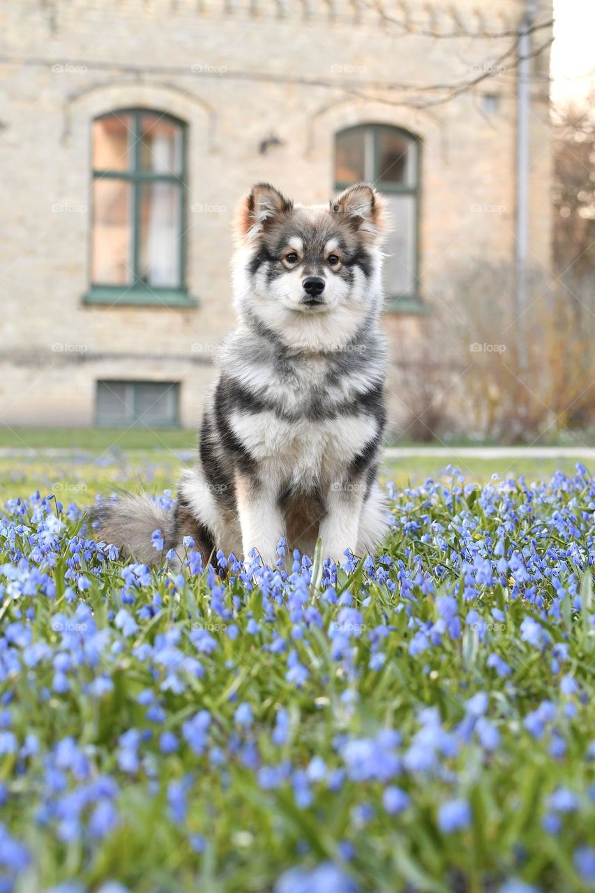 Portrait of a young Finnish Lapphund sitting among flowers in spring