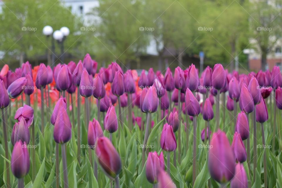 tulips