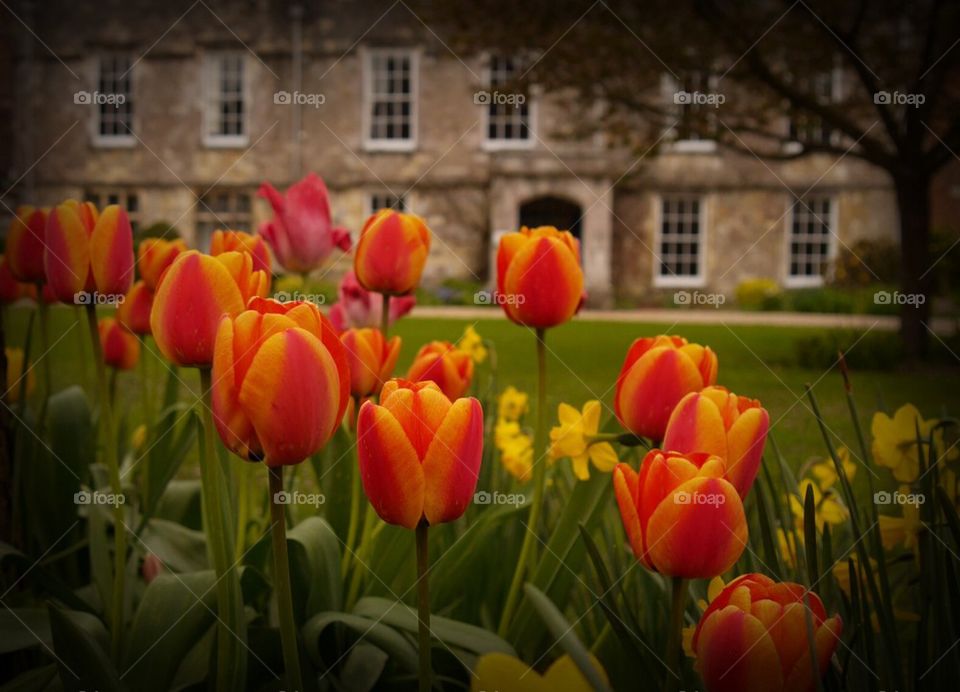 Tulips