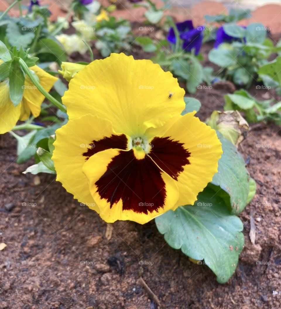 🌹 🇺🇸 Very beautiful flowers to brighten our day.  Live nature and its beauty. Did you like the delicate petals? / 🇧🇷 Flores muito bonitas para alegrar nosso dia. Viva a natureza e sua beleza. Gostaram das pétalas delicadas? 