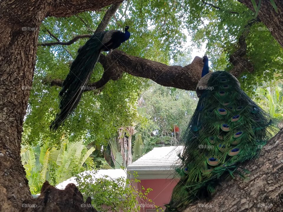 peacocks parched in oak tree