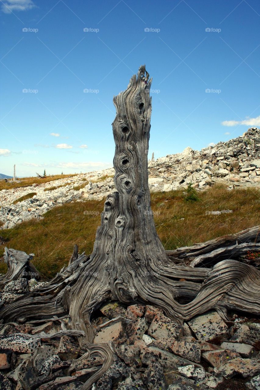 Old Dead Tree