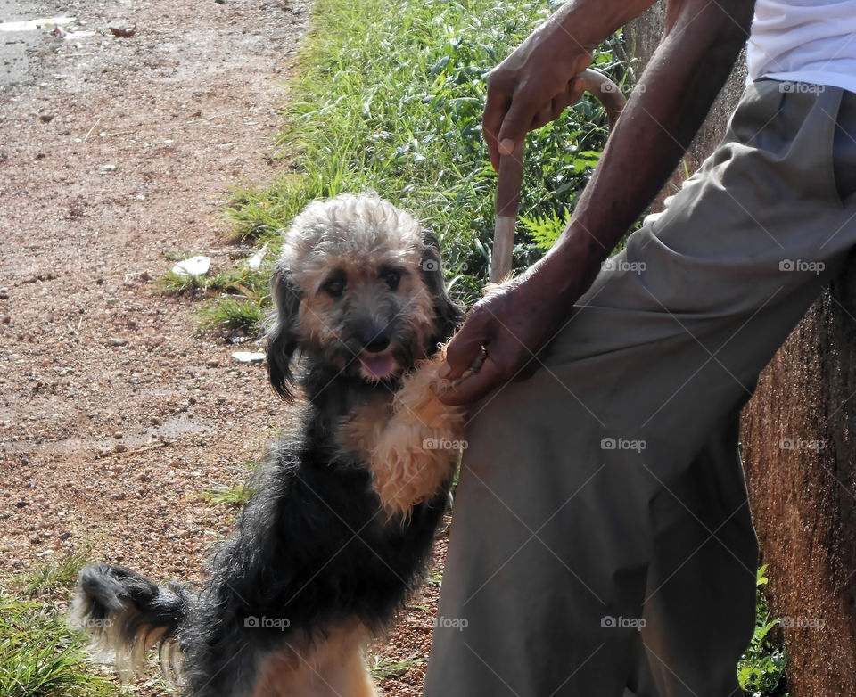 Happy Dog Looking