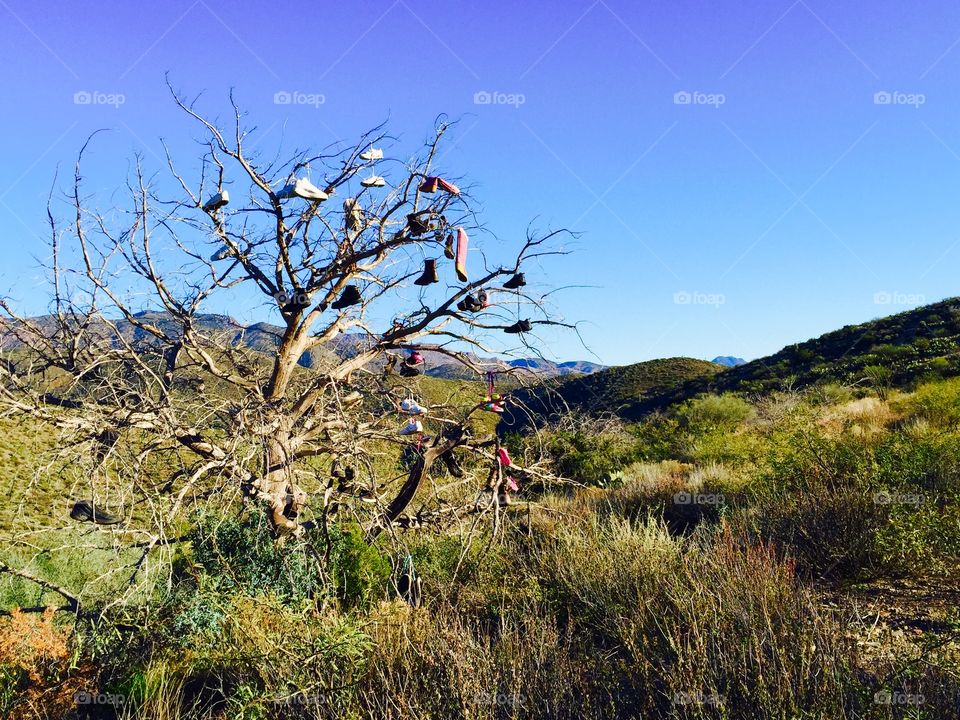 Shoe Tree