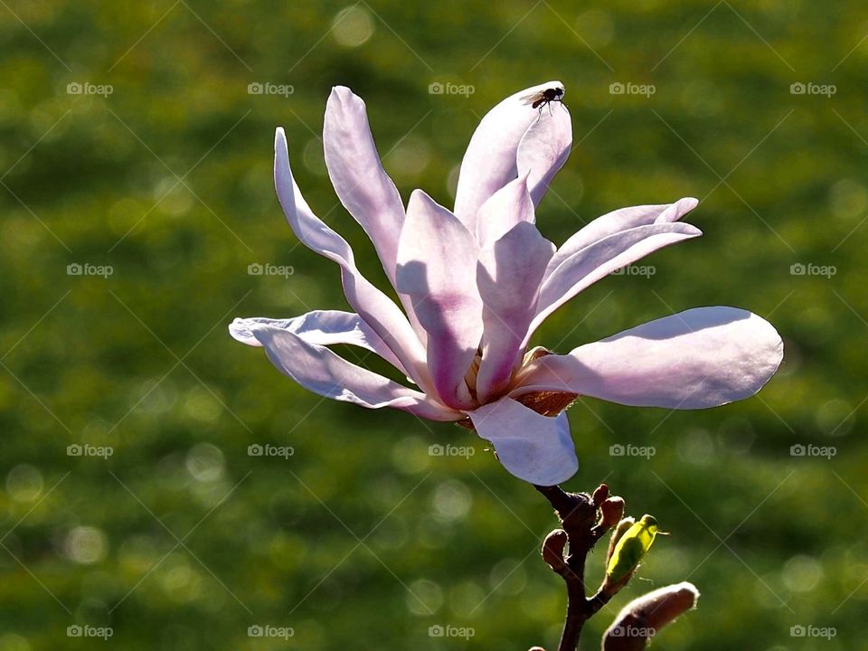 Pink Magnolia flower