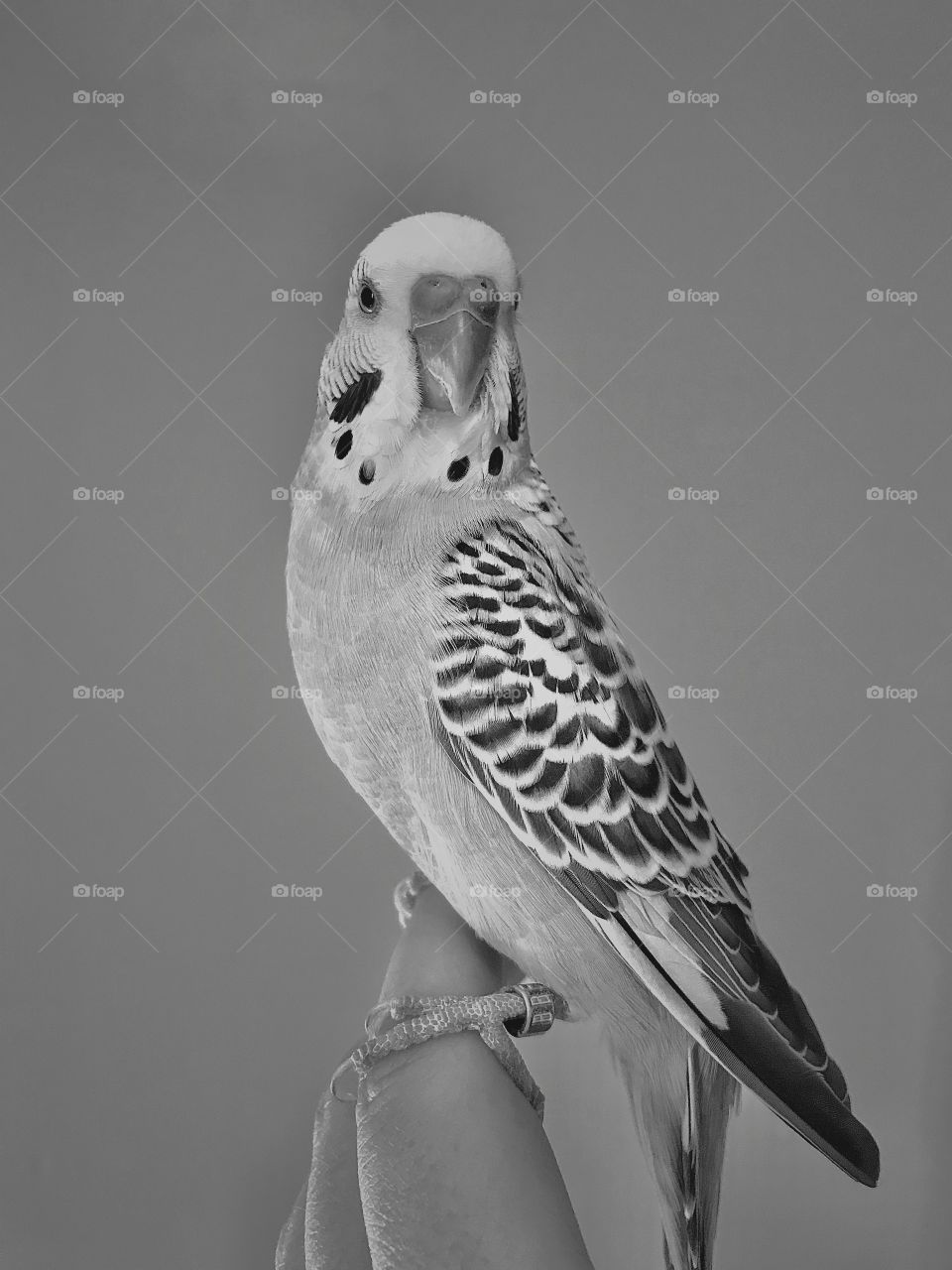 Black and White • Parakeet Portrait 