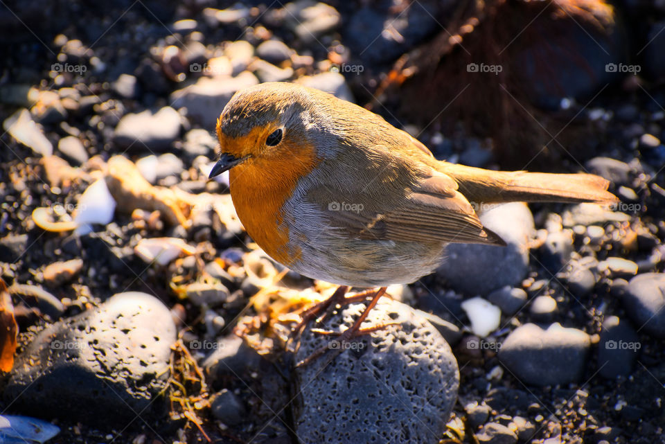 Little orange bird