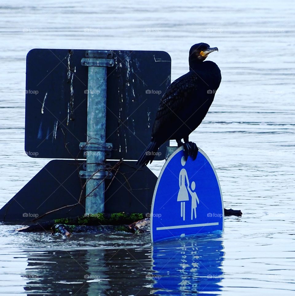 Fußgänger Weg im Hochwasser versunken in Bonn