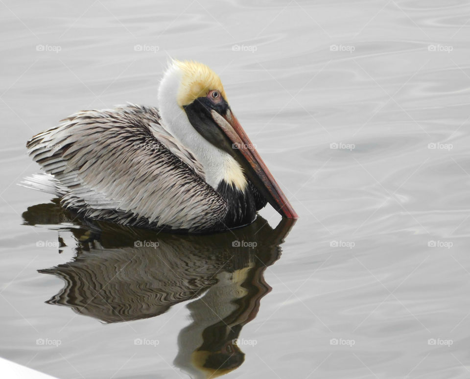 A young pelican floats in the bay around the Marina.