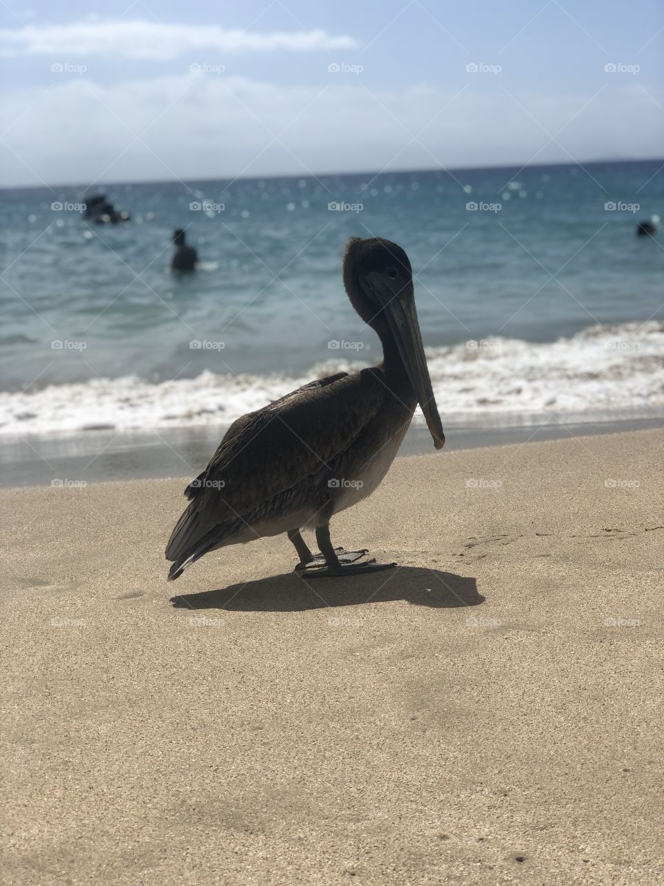 Pelican in PR